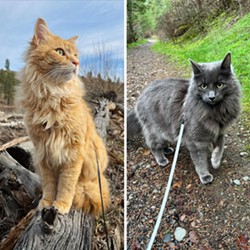 Meet four local pets bringing joy to Instagram followers around the world