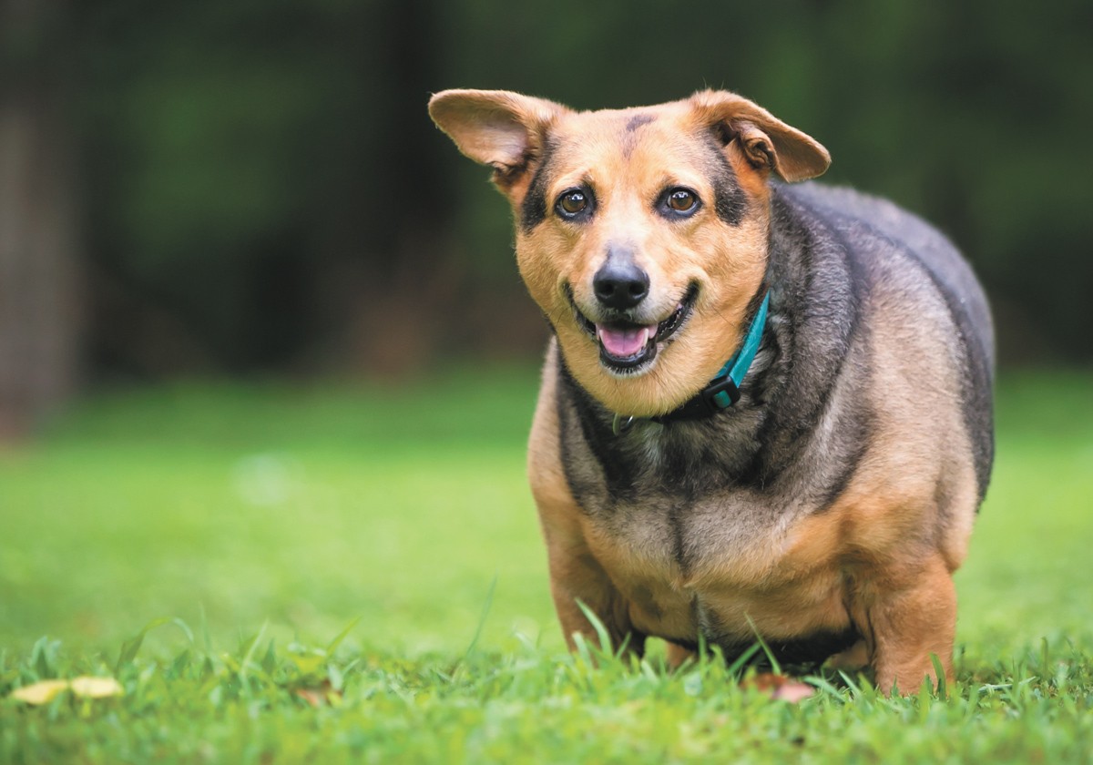 It's up to owners to help pets maintain a healthy weight