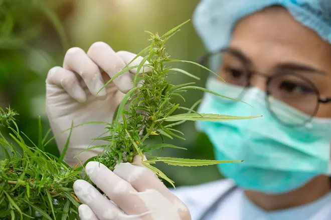 Lawmakers approve expanding access to cannabis for research purposes