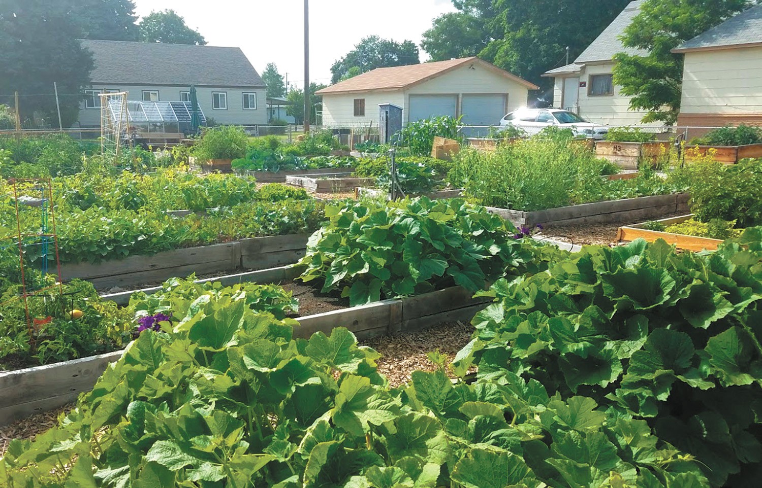 Where to Give: Master  Gardeners