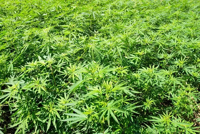 Diversified Bud