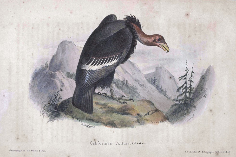 The last scientifically documented sighting of a wild condor in Washington state occurred in 1897. Can they come back?