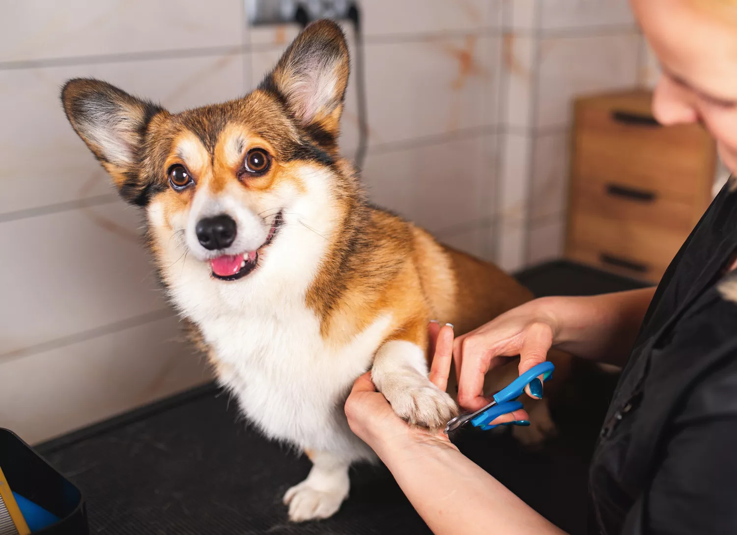 Patience, not punishment, is the key to teaching your dog to be comfortable with essential grooming