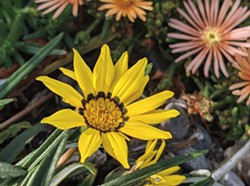 Xeriscaping is a way to save water and reduce maintenance - all without sacrificing curb appeal