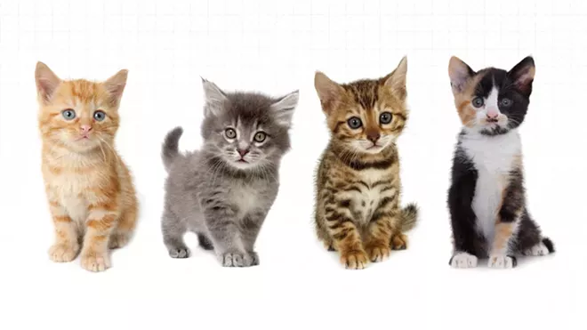 #UberKITTENS is coming to Spokane. Tomorrow!