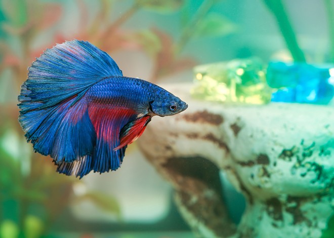 Betta fish may not seem like exciting companions, but my childhood pet showed me there's much more than meets the eye