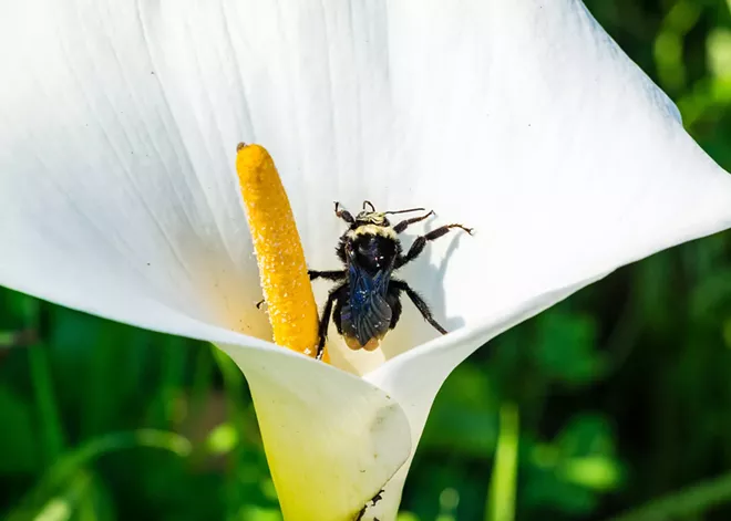 A senior at Gonzaga thinks university campuses can increase biodiversity &mdash; and is taking photos to prove it