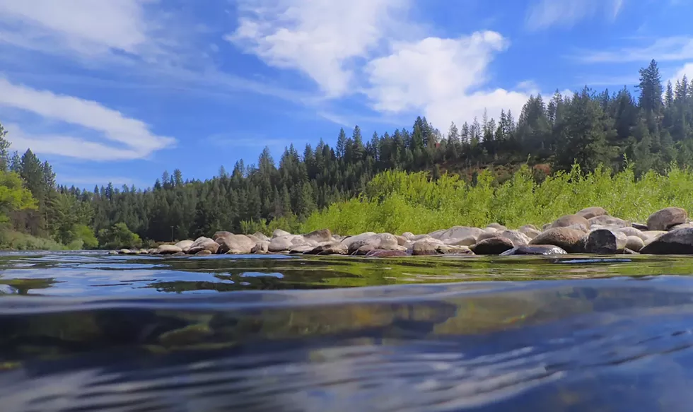 Swimming with the Spokane River's signature fish — a living symbol of the river's resurrection