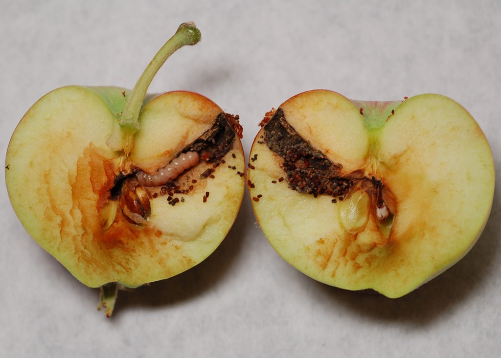 Perfecting Eden's &#10;fruit takes geneticists, &#10;AI, and some earwigs