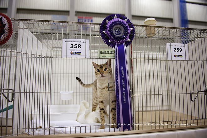 CAT FRIDAY: Don't forget the big cat show coming to town next week
