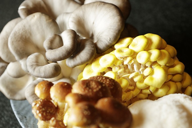 Family-owned Gem State Mushrooms produces tantalizing crops year-round