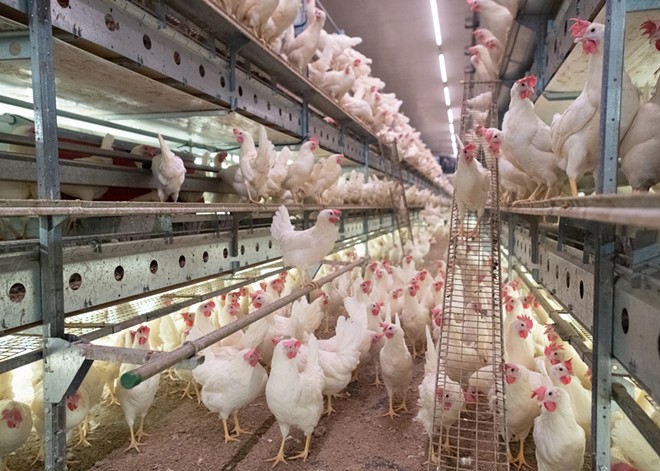 A new law requires all eggs sold in Washington to be cage-free &mdash; is it driving up egg prices?