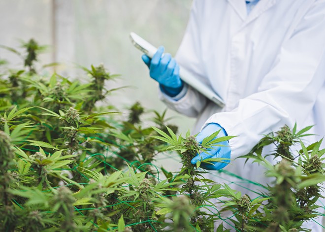 Since the start of legalization more than a decade ago, the feds promised to make cannabis research easier, yet those promises remain unfulfilled