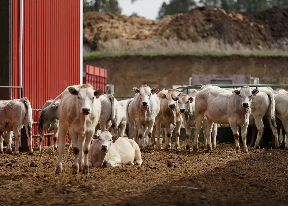 Valleyford rancher Justin Owens seeks to reimagine ranching with his Piedmontese cattle