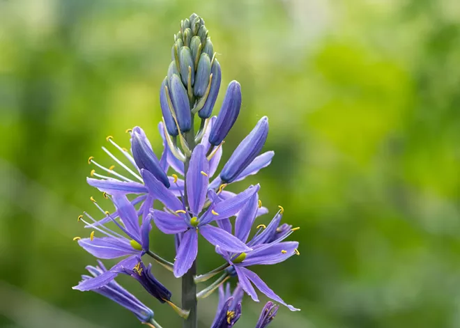 Native Species to Plant