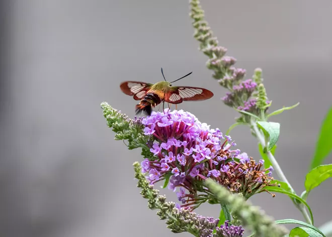 Native Species to Plant