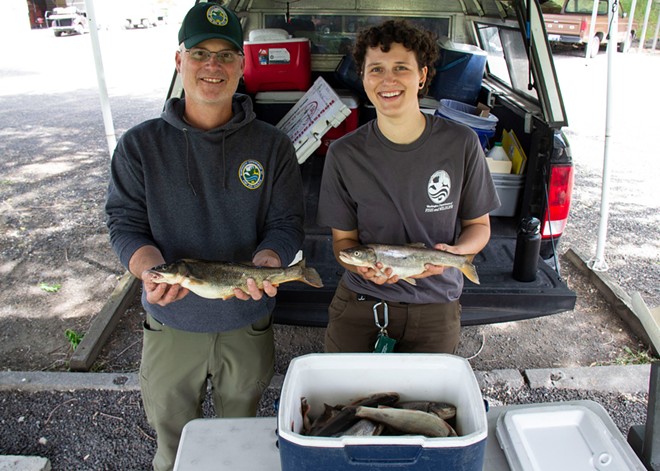 Anglers are cashing in and helping salmon by catching northern pikeminnow in the Columbia and Snake rivers