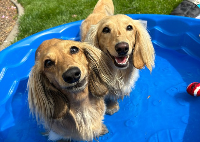 Why I'll be giving my high-maintenance dogs the summer of their lives