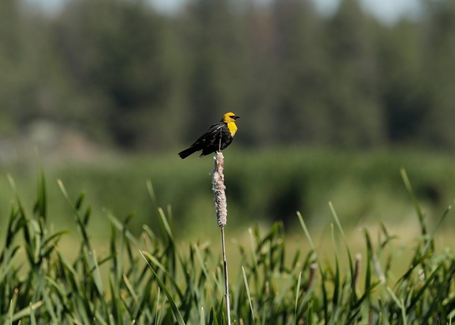 To get started as a bird-watcher, 'the only tool you need is paying attention'