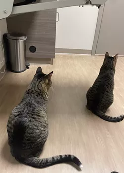 Coping with cats who don't like poking and prodding
