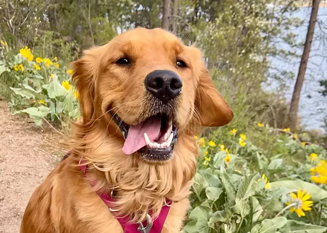 The voters have chosen... and here are the winners from the Inlander's annual Cover Pet Photo contest