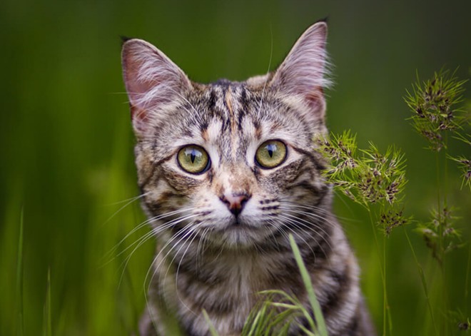 The voters have chosen... and here are the winners from the Inlander's annual Cover Pet Photo contest