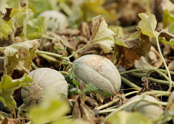 Liberty Lake's River District Farm restores a rare Spokane Valley cantaloupe