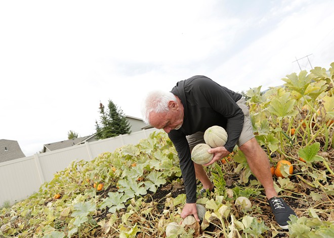 Liberty Lake's River District Farm restores a rare Spokane Valley cantaloupe (2)