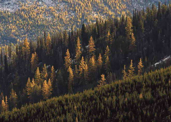 Tradition and science go hand-in-hand as state, federal agencies look at thinning forests to prevent out-of-control wildfires