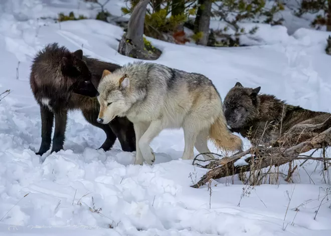 Capturing and sharing dazzling photos of the natural world is Stacy Gessler's calling