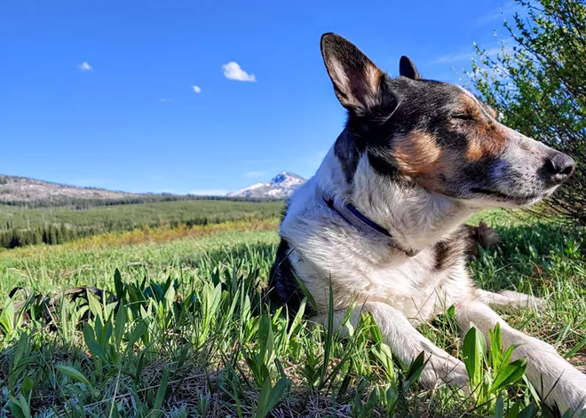 Beloved companions, hard winters, and the flood of emotion that accompanies both