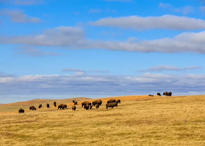 NEWS BRIEFS: The Kalispel share buffalo with the Colville Confederated Tribes