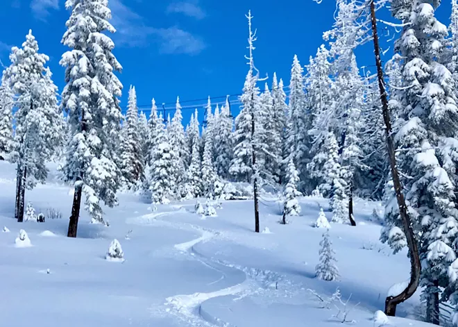 If you seek out the comforting embrace of our wooden chaperones of the high country, you will learn the secrets of tree skiing in the INW