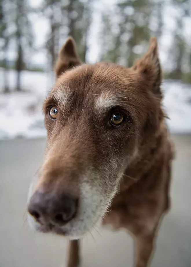 Spokane-area animal shelters are facing financial stress and systemic issues