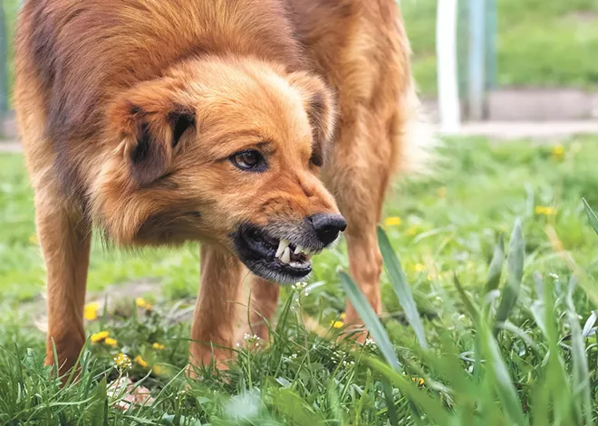 Managing a dog's aggressive behavior requires a serious approach