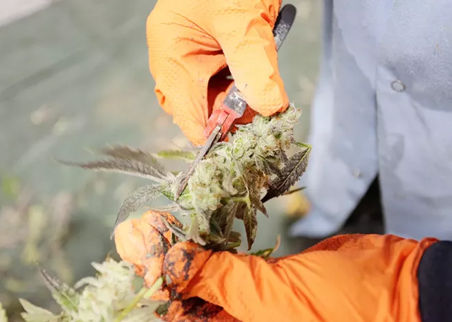 Cannabis policy saw some yeas and some nays in Olympia this legislative session