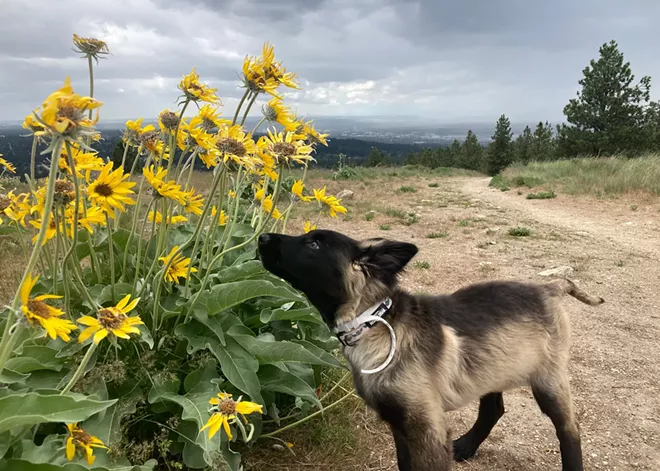 Taking on summer and exploring with my adopted puppy this summer