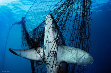 National Geographic photographer encourages Spokane audience to understand the oceans' plights