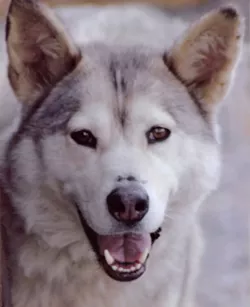 Lawsuit over 'torturous' euthanasia of Cle Elum man's dog could set new precedent