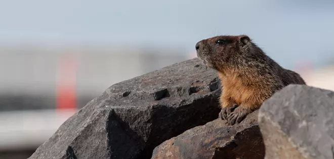 Fantastic marmots and where to find them, near downtown Spokane