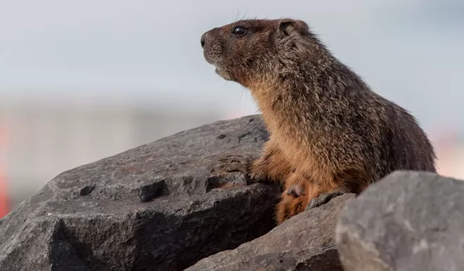 Fantastic marmots and where to find them, near downtown Spokane (3)