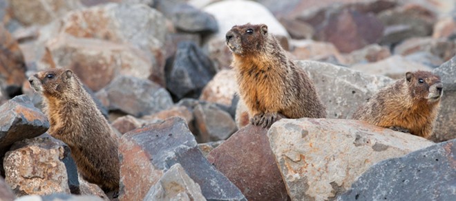 Fantastic marmots and where to find them, near downtown Spokane (5)