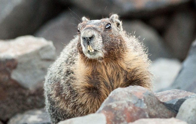 Fantastic marmots and where to find them, near downtown Spokane (10)
