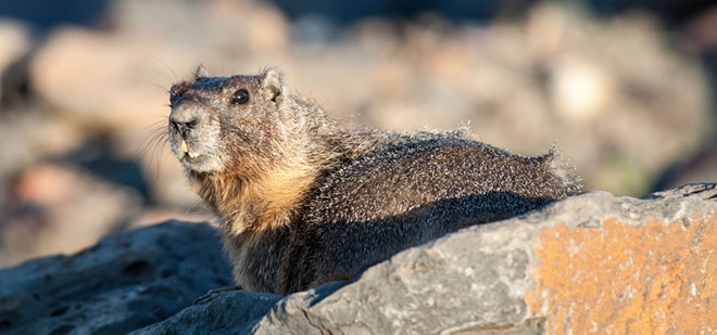 Fantastic marmots and where to find them, near downtown Spokane (11)