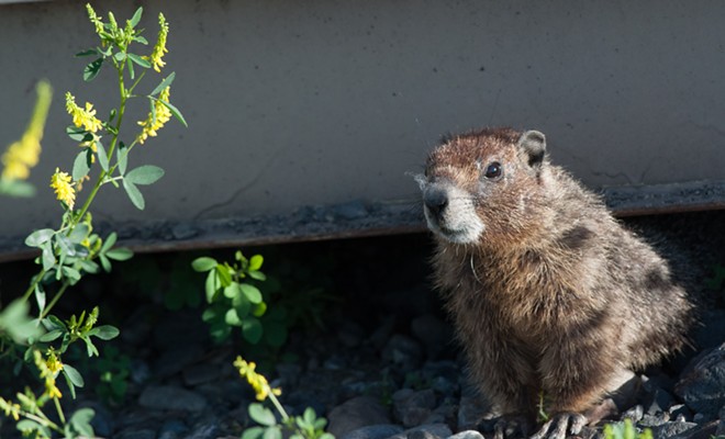 Fantastic marmots and where to find them, near downtown Spokane (13)