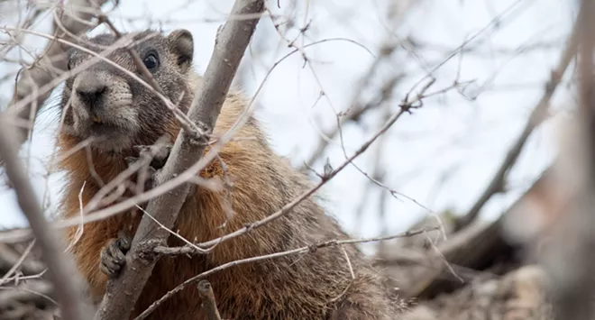 Fantastic marmots and where to find them, near downtown Spokane (15)