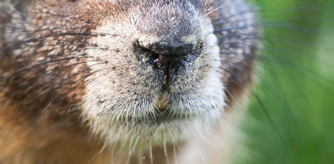 Fantastic marmots and where to find them, near downtown Spokane (17)