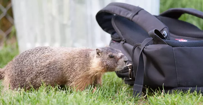 Fantastic marmots and where to find them, near downtown Spokane (19)