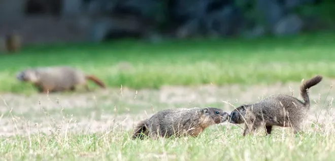 Fantastic marmots and where to find them, near downtown Spokane (22)