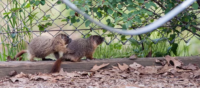 Fantastic marmots and where to find them, near downtown Spokane (24)